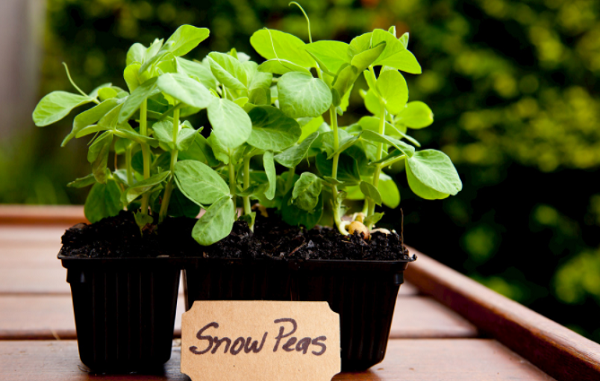 土壤肥力測定儀的簡歷了解一下(土壤肥力測定儀的功能介紹) 土壤肥力測定儀的簡歷了解一下(土壤肥力測定儀的功能介紹)