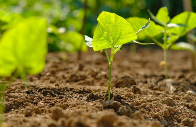 農業種植的輔助儀器土壤水分儀: 實現精準灌溉