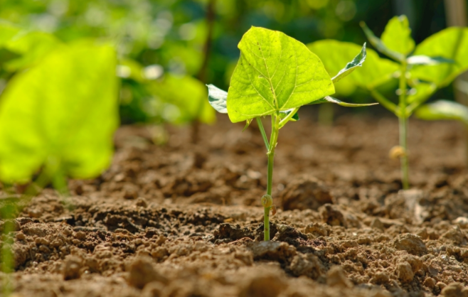土壤養分速測儀準確測定土壤中缺乏的養分種類和含量