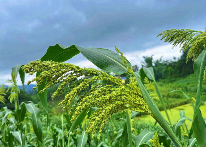 土壤養分速測儀了解土壤的“痛”（土壤養分速測儀重視土壤管理）