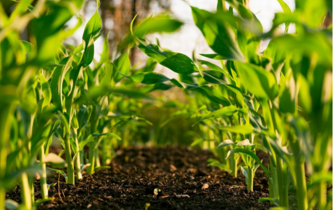 怎么知道土地實際的水分狀況（土壤水分溫度速測儀是一種什么樣的儀器）