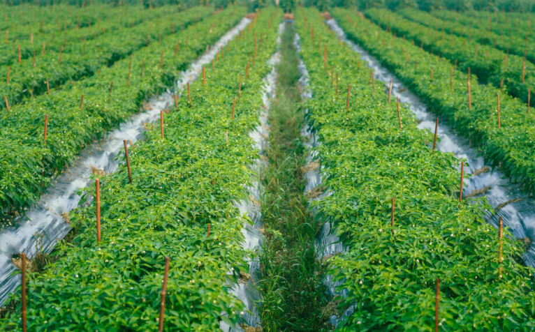 精確測量！肥料養(yǎng)分含量測定儀助您分析土壤和肥料中的養(yǎng)分含量