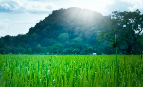 土壤墑情監測系統提高土壤重要信息監測能效