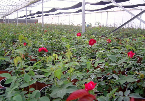 玫瑰大棚中的土壤溫度和濕度怎么控制？土壤水分溫度速測(cè)儀來(lái)測(cè)量