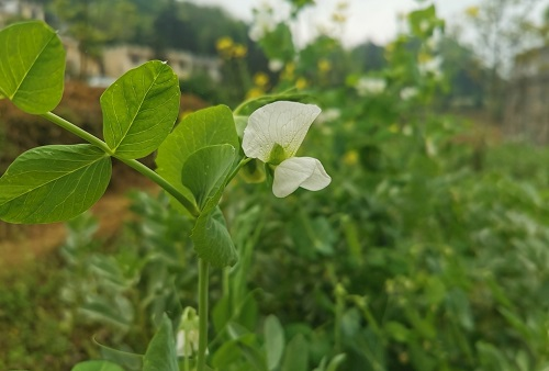 土壤溫度測定儀的價(jià)值取決于土壤溫度對(duì)蔬菜的影響力