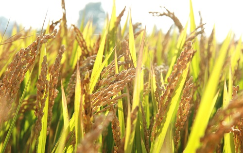 手持式土壤重金屬檢測儀如何應用在環境應急監測中