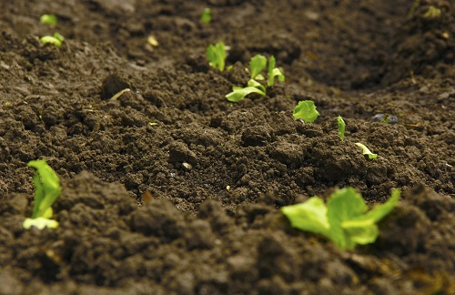 高智能土壤養分檢測儀助力土壤質量摸底（土壤養分檢測儀可檢測的項目）