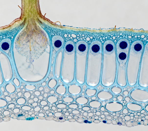 超聲波細(xì)胞破碎儀